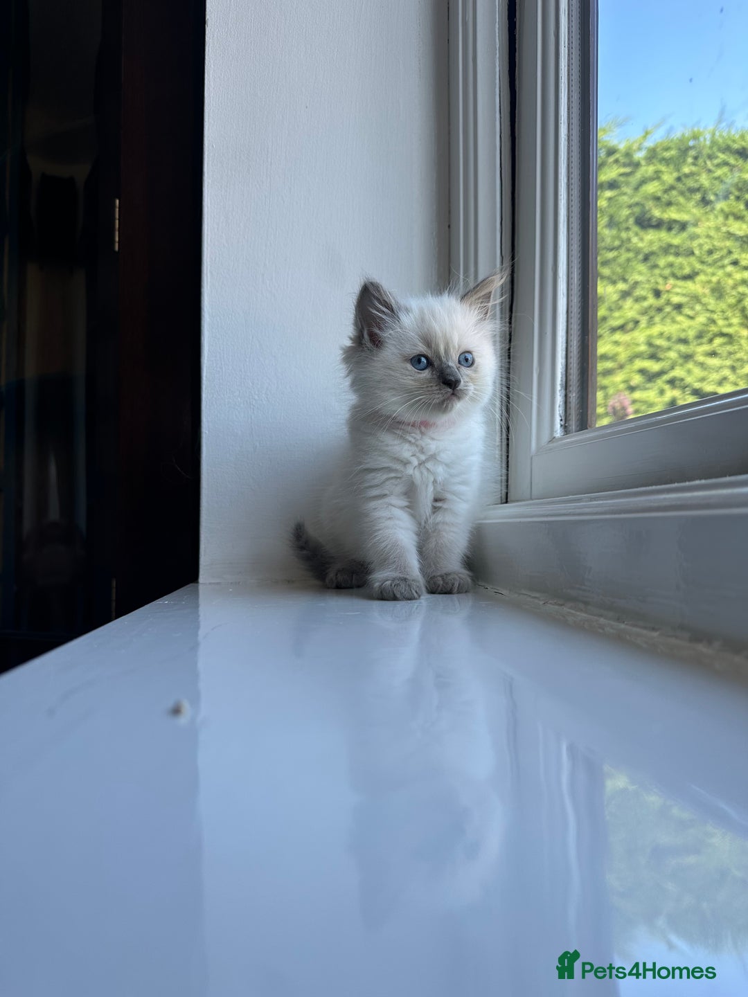 Ragdoll cats for sale: GCCF Registered Ragdoll Kittens Available! 🐾 in Taunton - Image 30