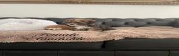 Shorkie dogs for sale: Shorkies Full vaccine £950 ready now - Advert 3
