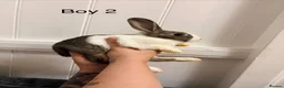 Dutch rabbits for sale: 7 baby Dutch rabbits mixed litter  - Advert 4