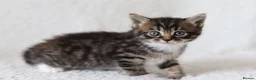 Mixed Breed cats for sale: Meet Our Beautiful Kittens! 🐾 - Advert 5