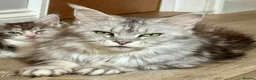 Maine Coon cats for sale: Stunning silver Maine Coon kittens ready now - Advert 3
