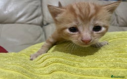 British Shorthair cats for sale: New born ginger and tortoiseshell  - Image 1