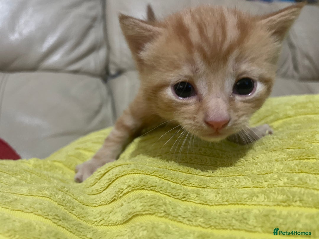 British Shorthair cats for sale: New born ginger and tortoiseshell  - Image 1