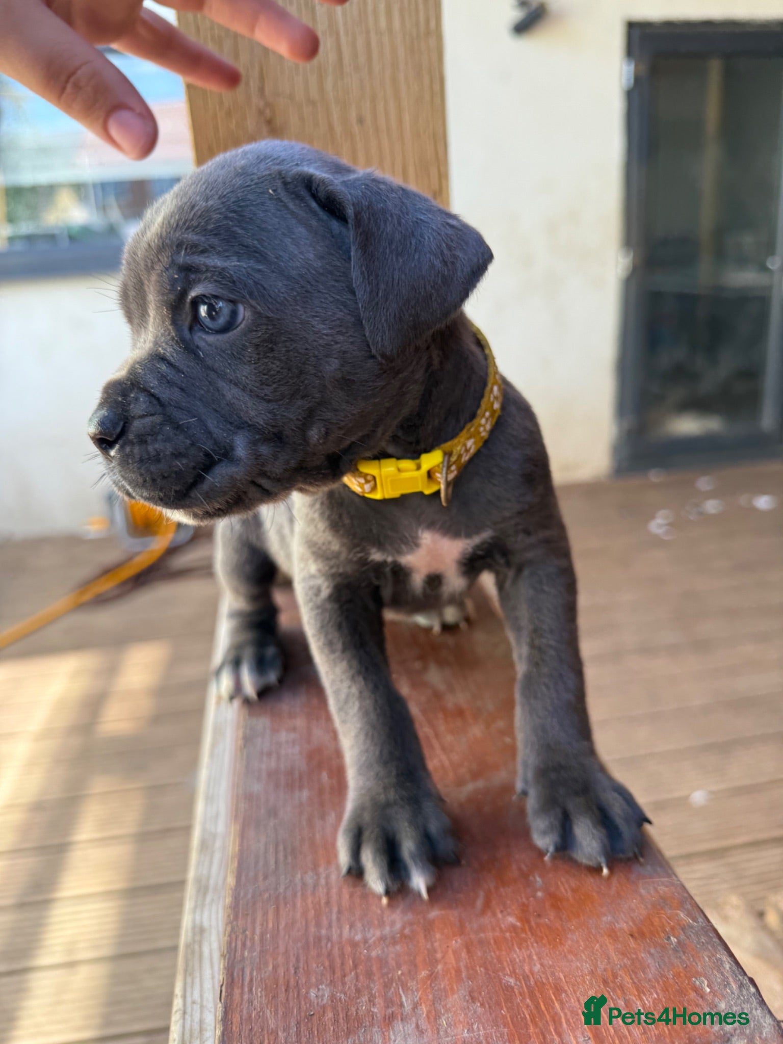 Cane Corso dogs Stunning cane corso 🐶 - Advert 1