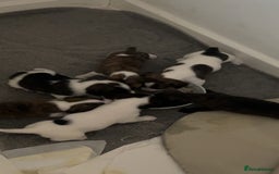 Jack Russell dogs for sale: Beautiful jack russle puppies - Image 9