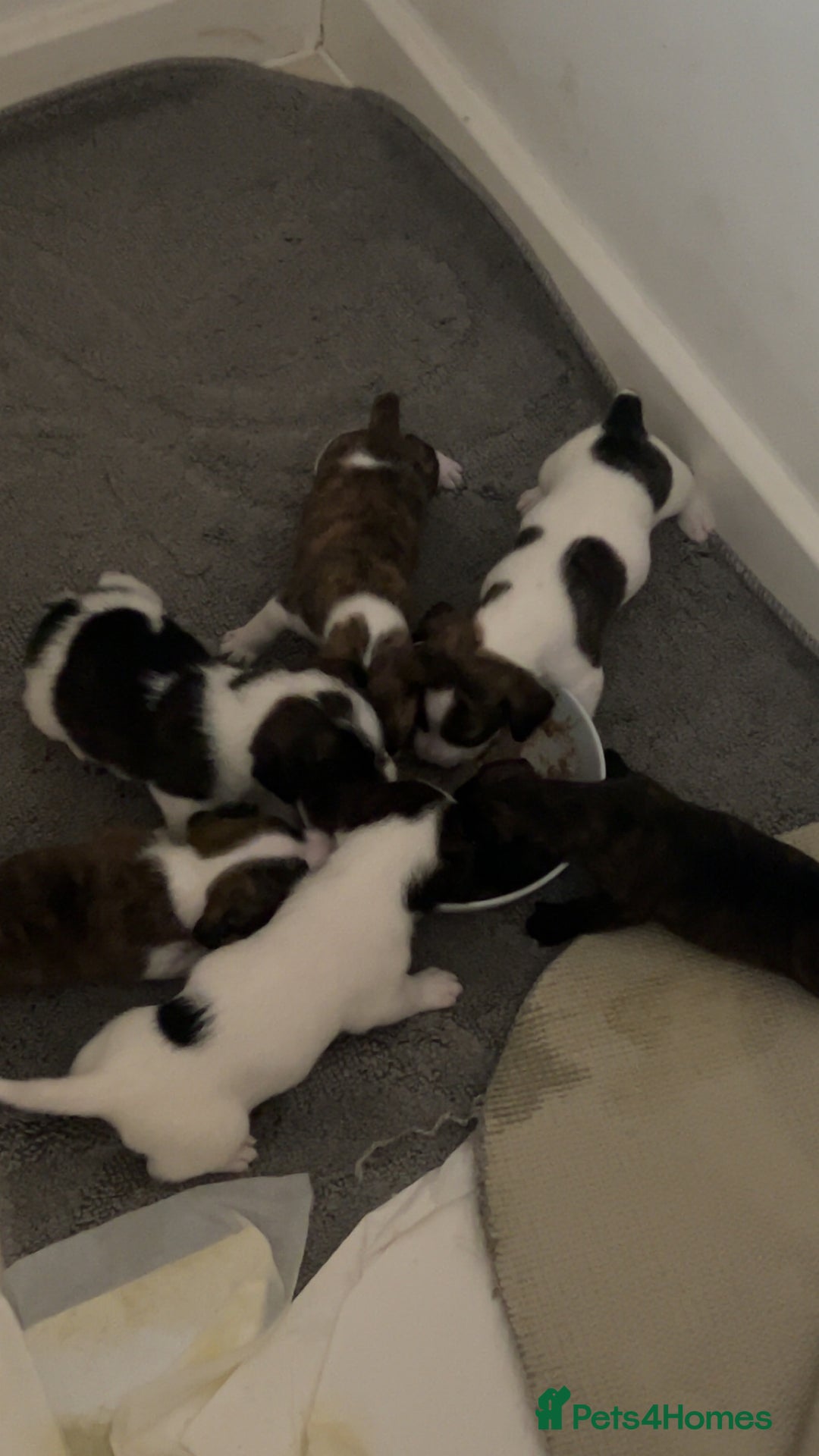 Jack Russell dogs for sale: Beautiful jack russle puppies - Image 9