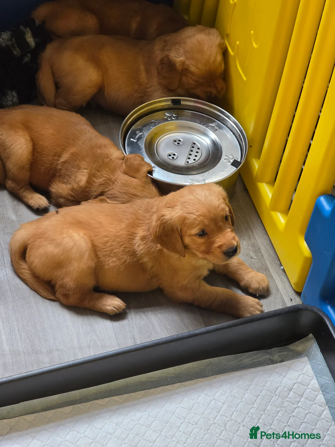 Golden Retriever dogs for sale: Stunning dark Golden retriever puppies in Boston - Advert 2
