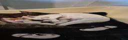 Oriental cats for sale: 2 Beautiful Oriental Shorthair Girls  - Advert 3