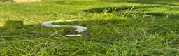 Python Snake reptiles for sale: Pied ball python  - Advert 3