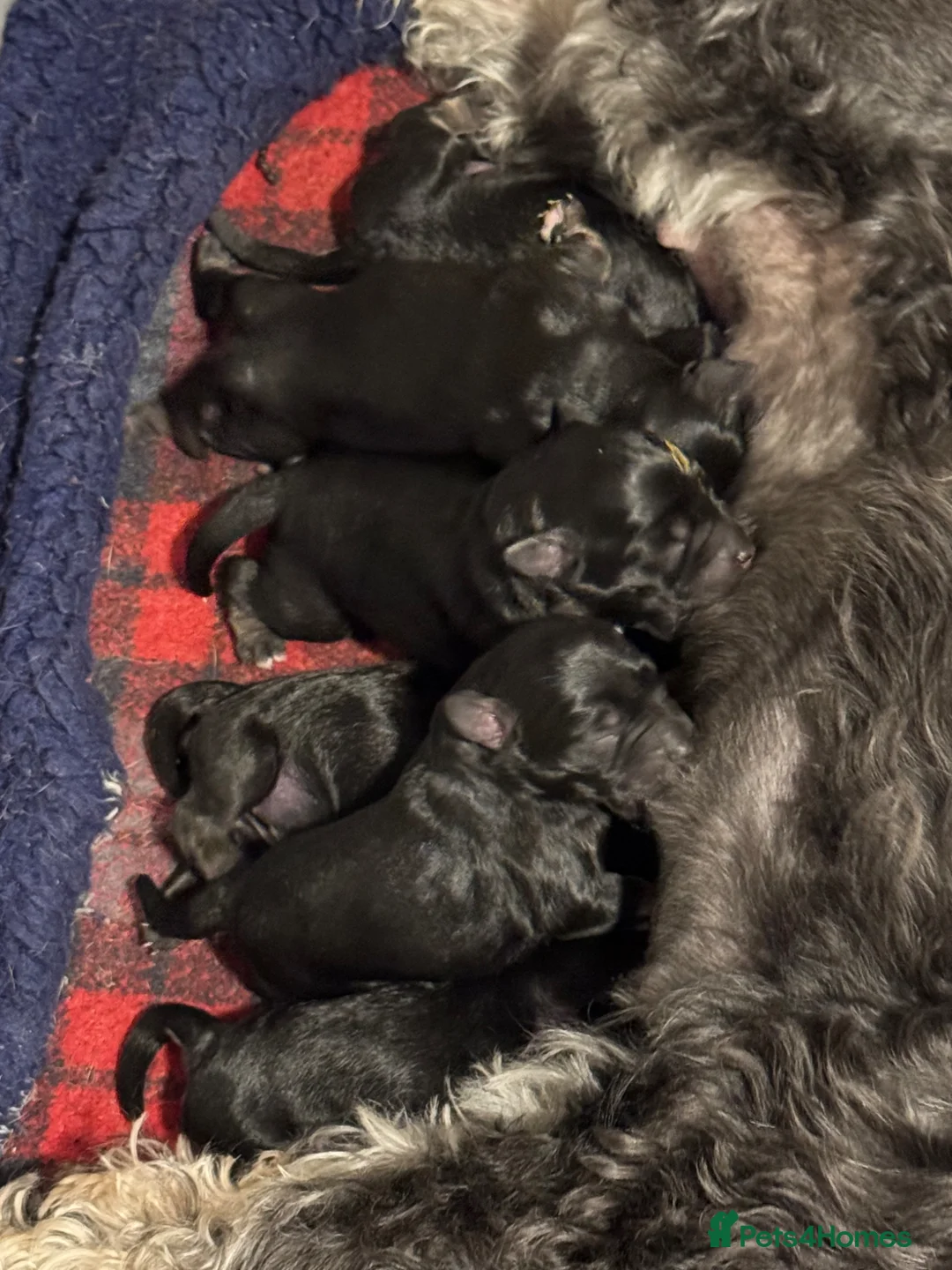 Miniature Schnauzer dogs for sale: Miniature schnauzer puppies in Penryn - Advert 5