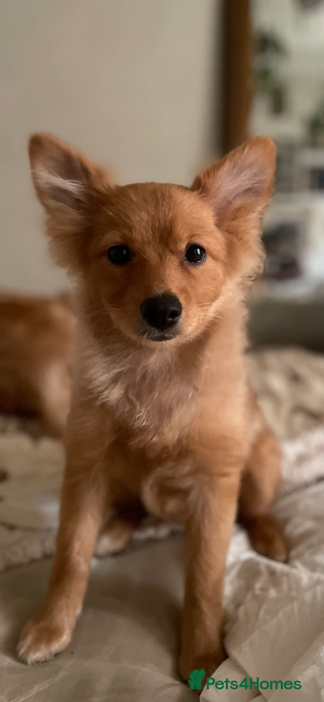 Pomeranian dogs for sale: 🐾(REDUCED) Home-Raised Pomeranian Puppies   - Advert 2