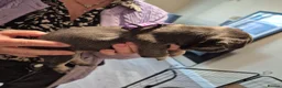 French Bulldog dogs for sale: Male&Female Puppies - Advert 12