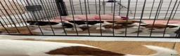 Jack Russell dogs for sale: Jackrussells terriers for sale  - Advert 6