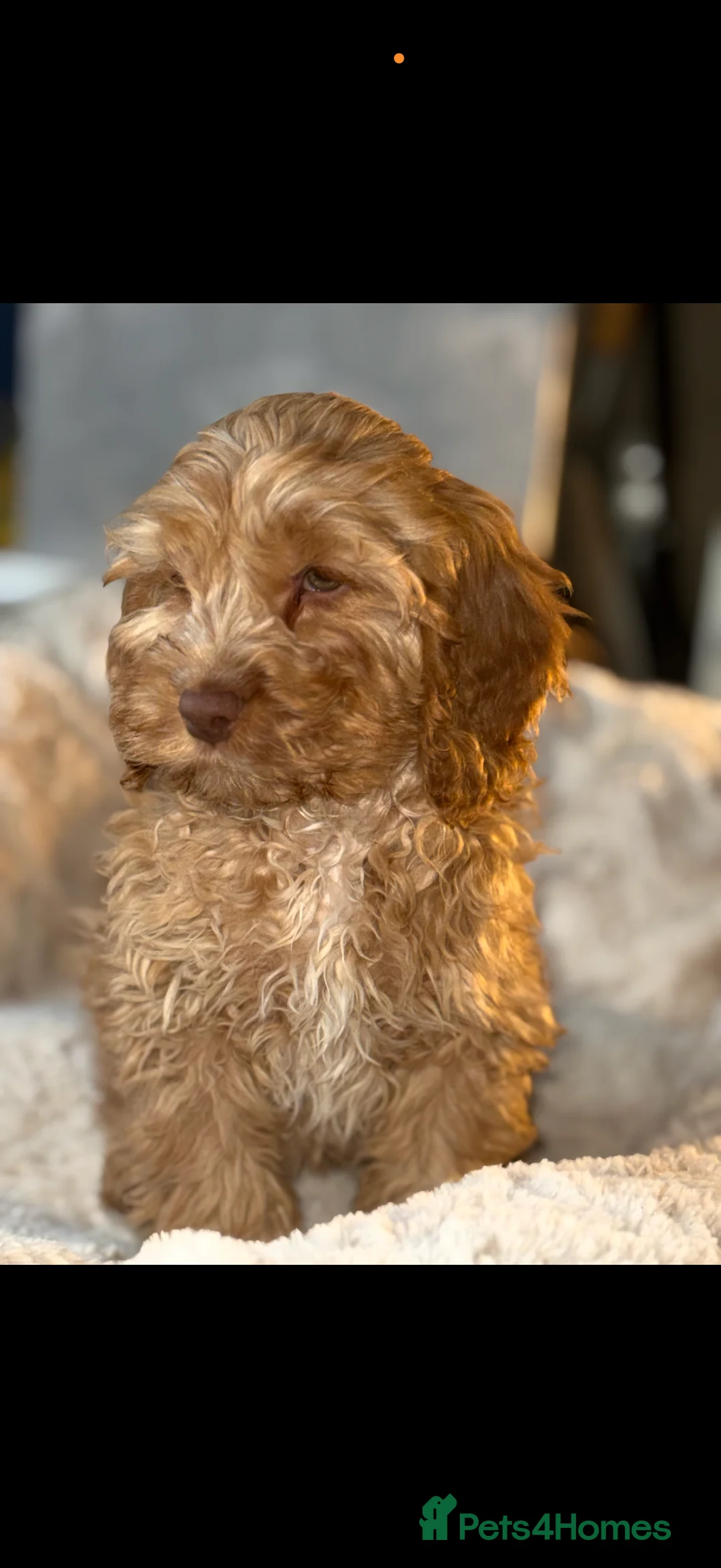 Cockapoo dogs for sale: Quality Cockapoo Puppies - Ready Now - Advert 10