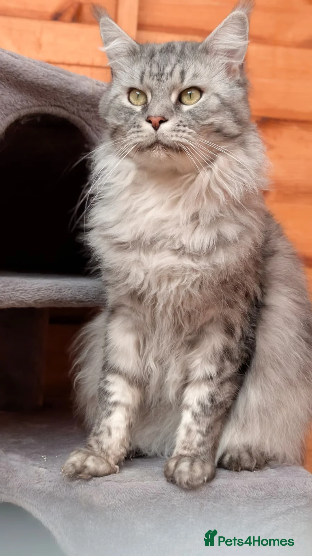 Maine Coon cats for stud: Maine Coon cat Stud services only - Advert 2