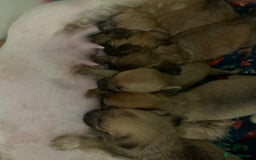 Mixed Breed dogs for sale: Bichon x Jack Russell READY NOW - Image 9