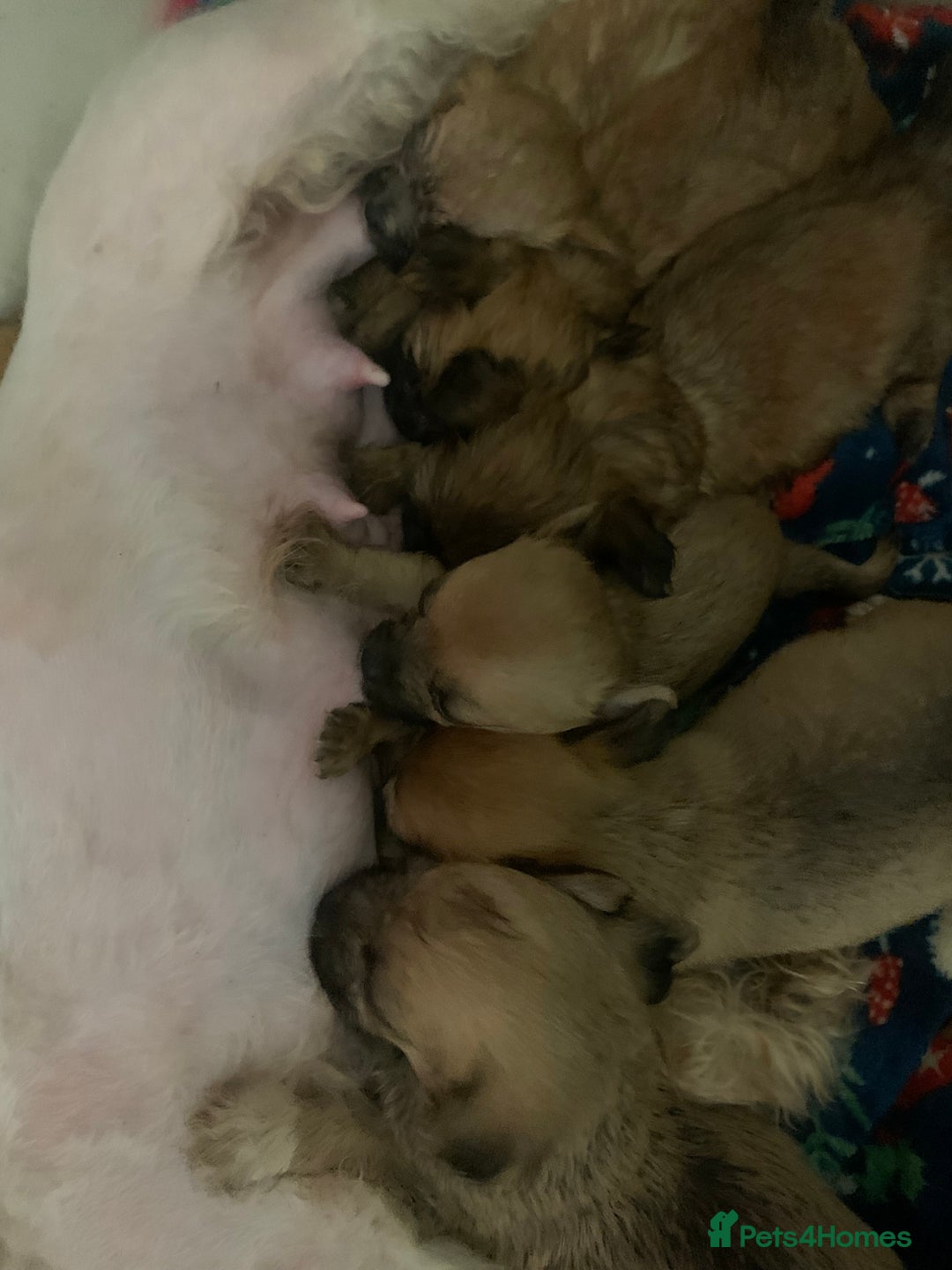 Mixed Breed dogs for sale: Bichon x Jack Russell READY NOW - Image 9