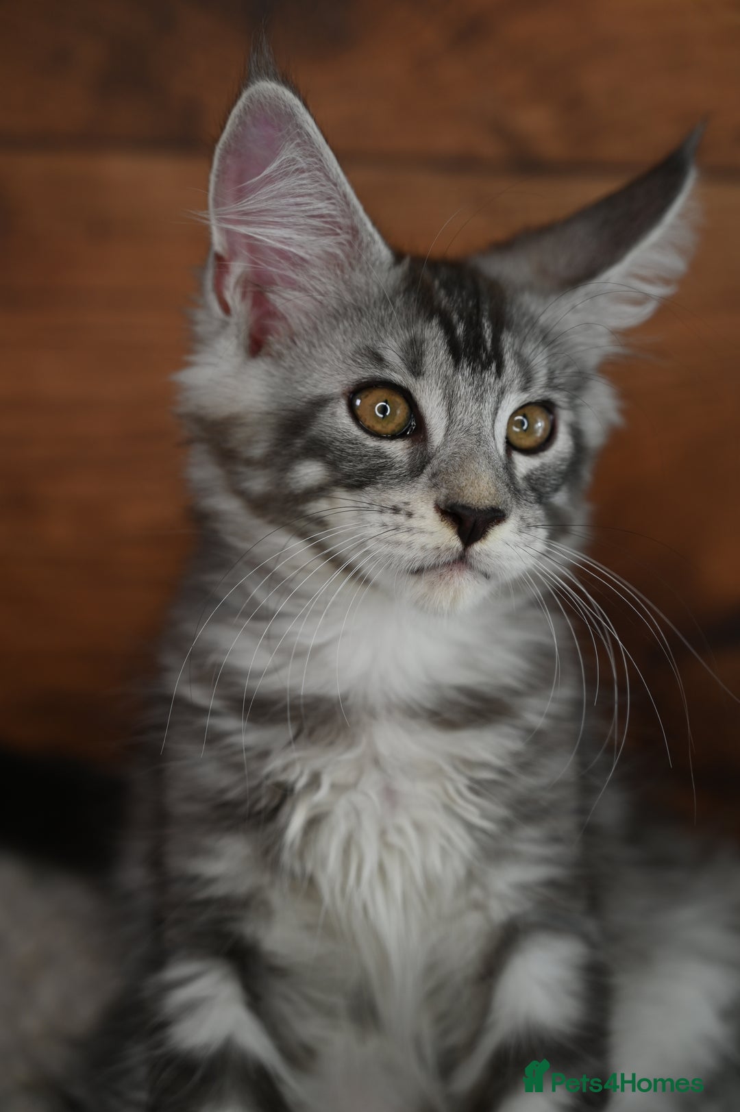 Maine Coon cats for sale: 👑 6 Majestic, health tested Kittens- TICA reg 🧬 - Image 17