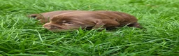 Cocker Spaniel dogs for sale: 8 october ready for their homes KC Reg 3 boys avai - Advert 26
