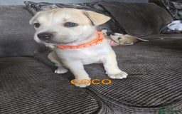 Mixed Breed dogs for sale: PEBBLES LEFTGerman shepherd cross puppies - Image 19