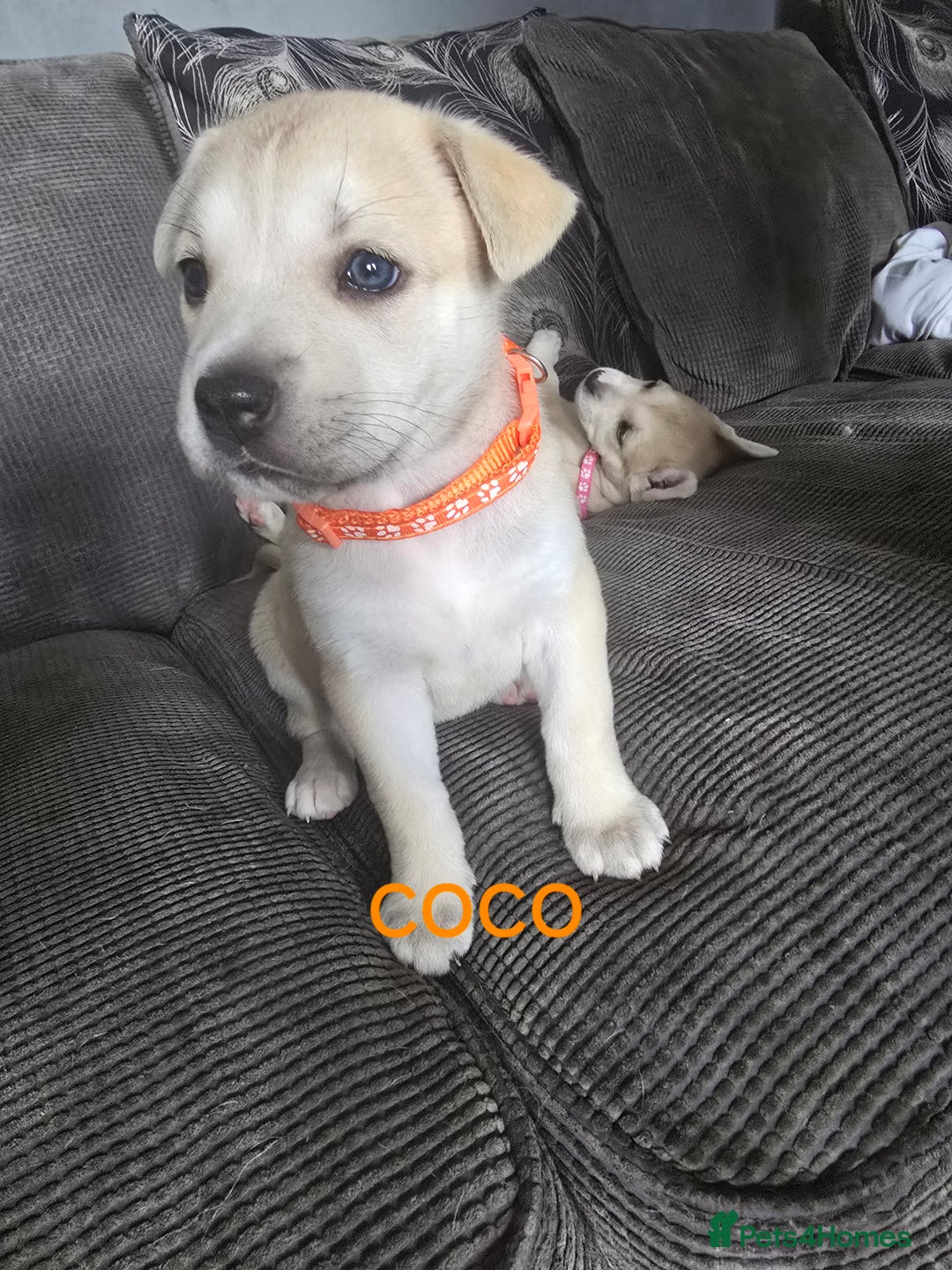 Mixed Breed dogs for sale: PEBBLES LEFTGerman shepherd cross puppies - Image 19
