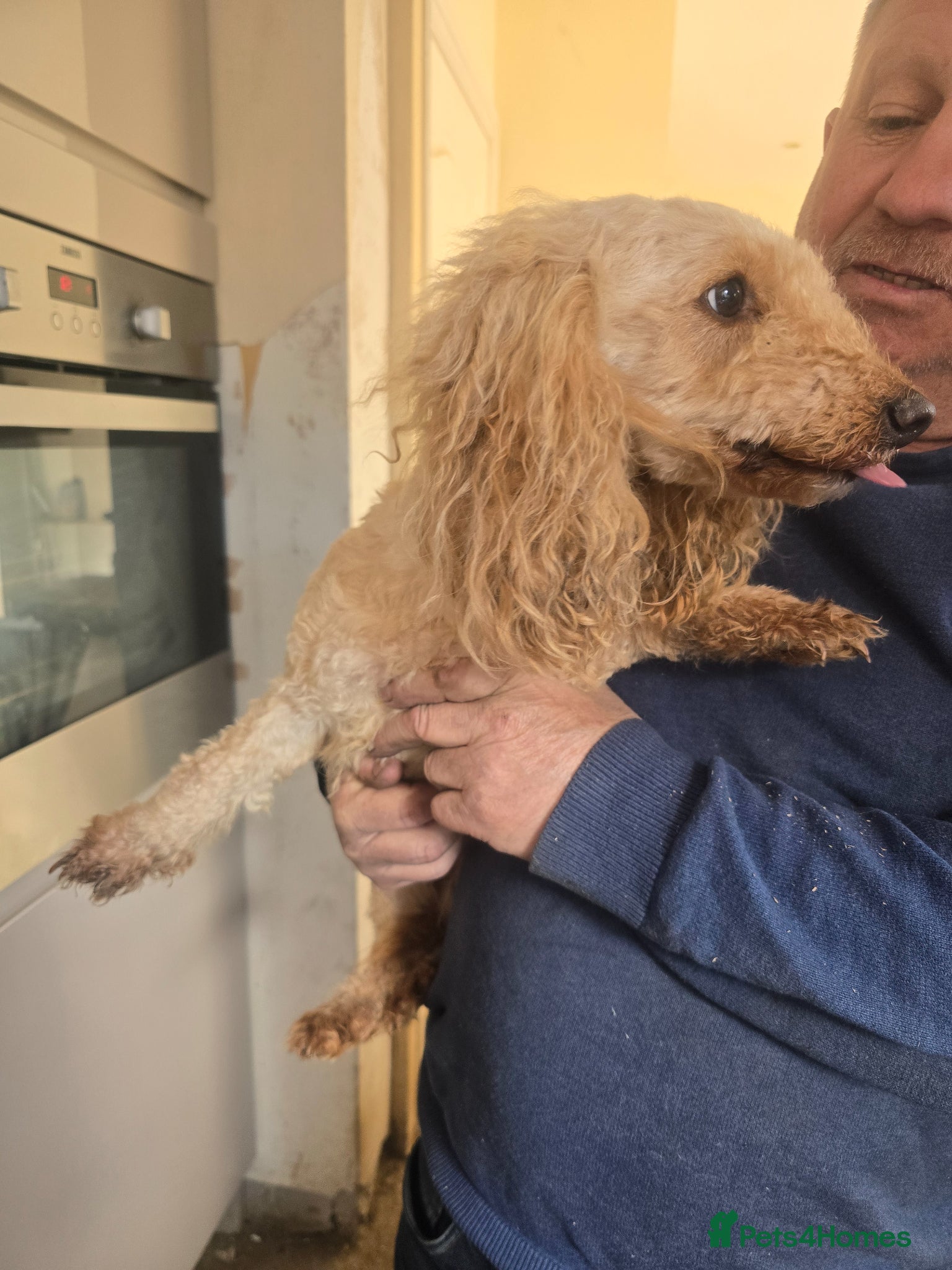 Maltipoo dogs Molly - Advert 1
