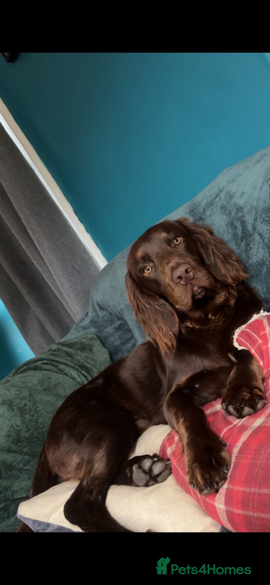 Cocker Spaniel dogs Male cocker Spaniel stud (Bandit) - Advert 3