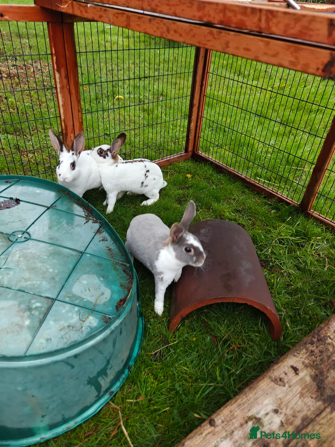 Rex rabbits for sale: Mini Rex Does - Advert 34