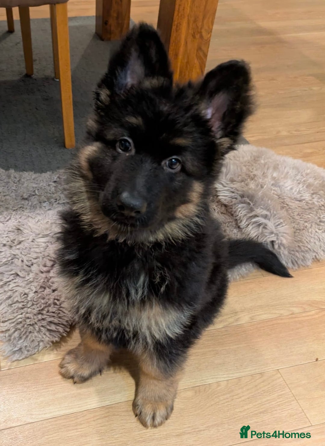 German Shepherd dogs for sale: BIG BONDED, LONG HAIRED GSD PUPPYS  - Advert 23