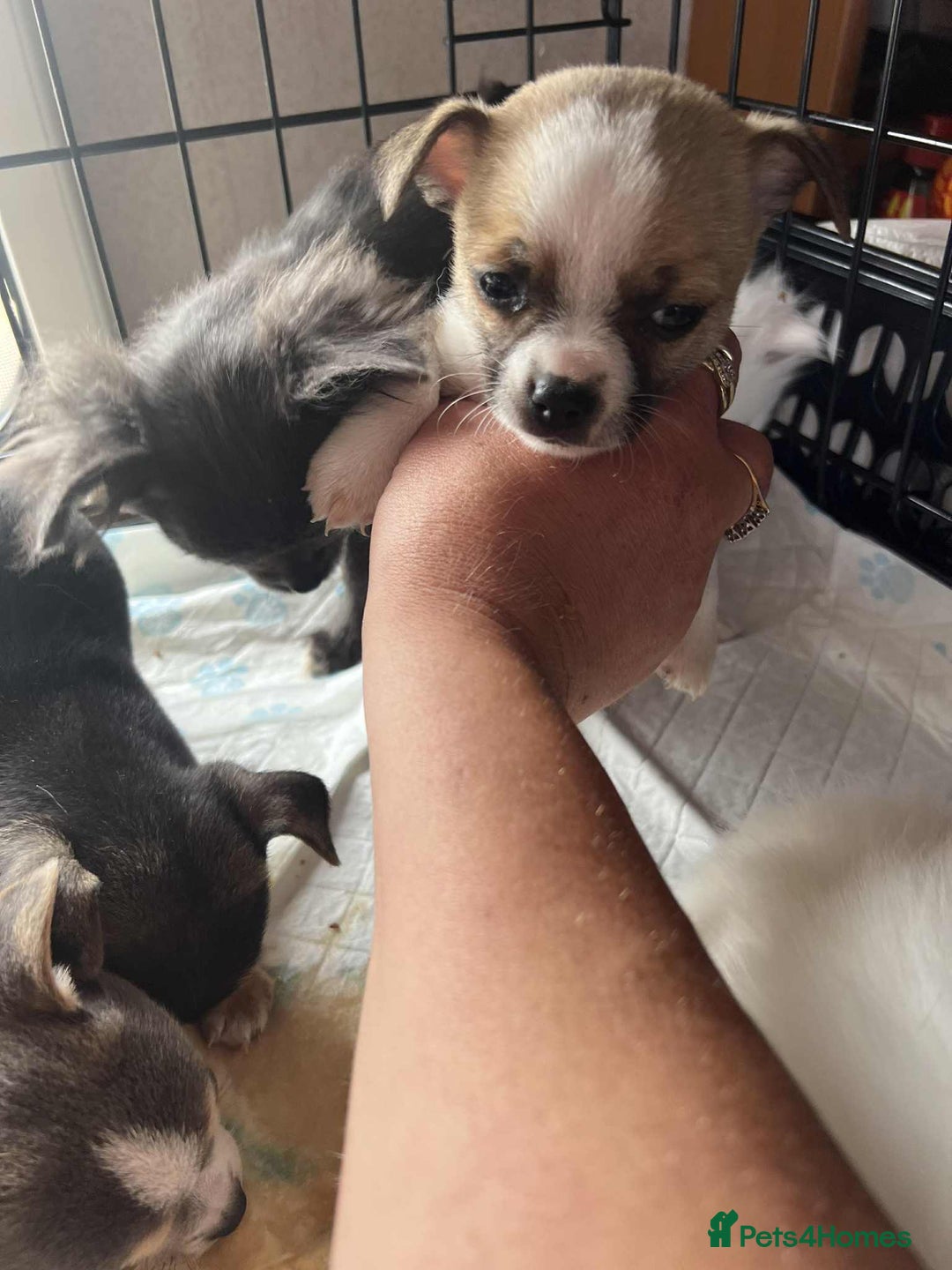Chihuahua dogs for sale: short haired chihuahua  - Image 3