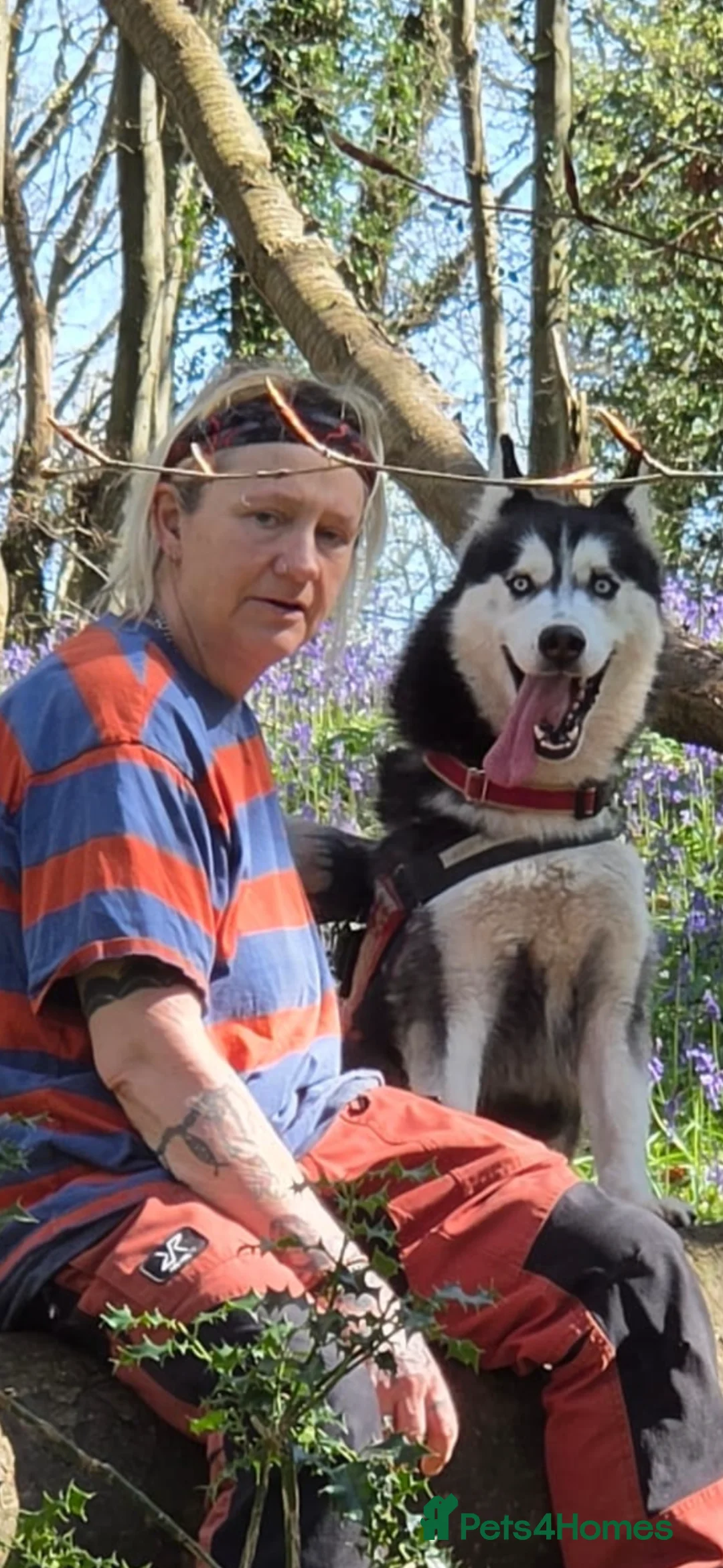 Siberian Husky dogs for stud: beautiful Zeus in Bristol - Advert 2