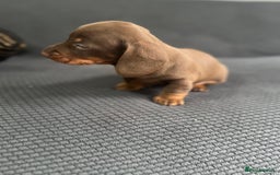 Dachshund dogs for sale: GORGEOUS DACHSHUNDS PUPPIES - Image 6