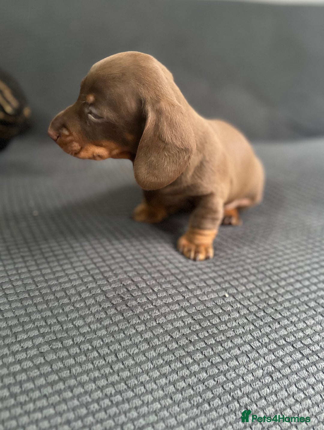 Dachshund dogs for sale: GORGEOUS DACHSHUNDS PUPPIES - Image 6