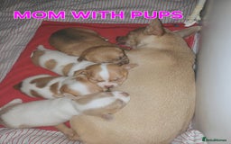 Chihuahua dogs for sale: Chihuahua pups stunning - Image 39