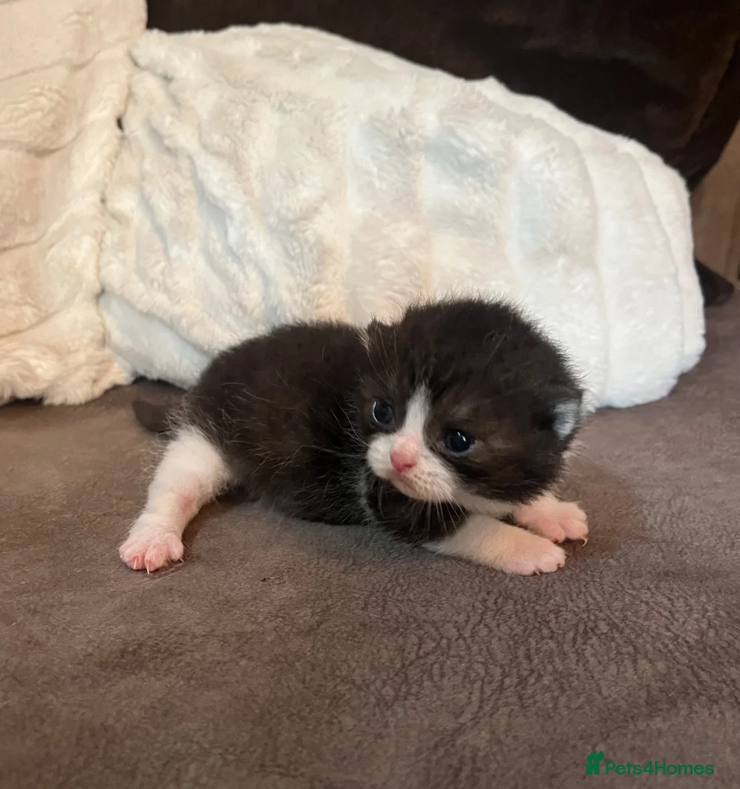 Scottish Fold cats for sale: Super Special Scottish fold babies - reg. pedigree - Advert 1