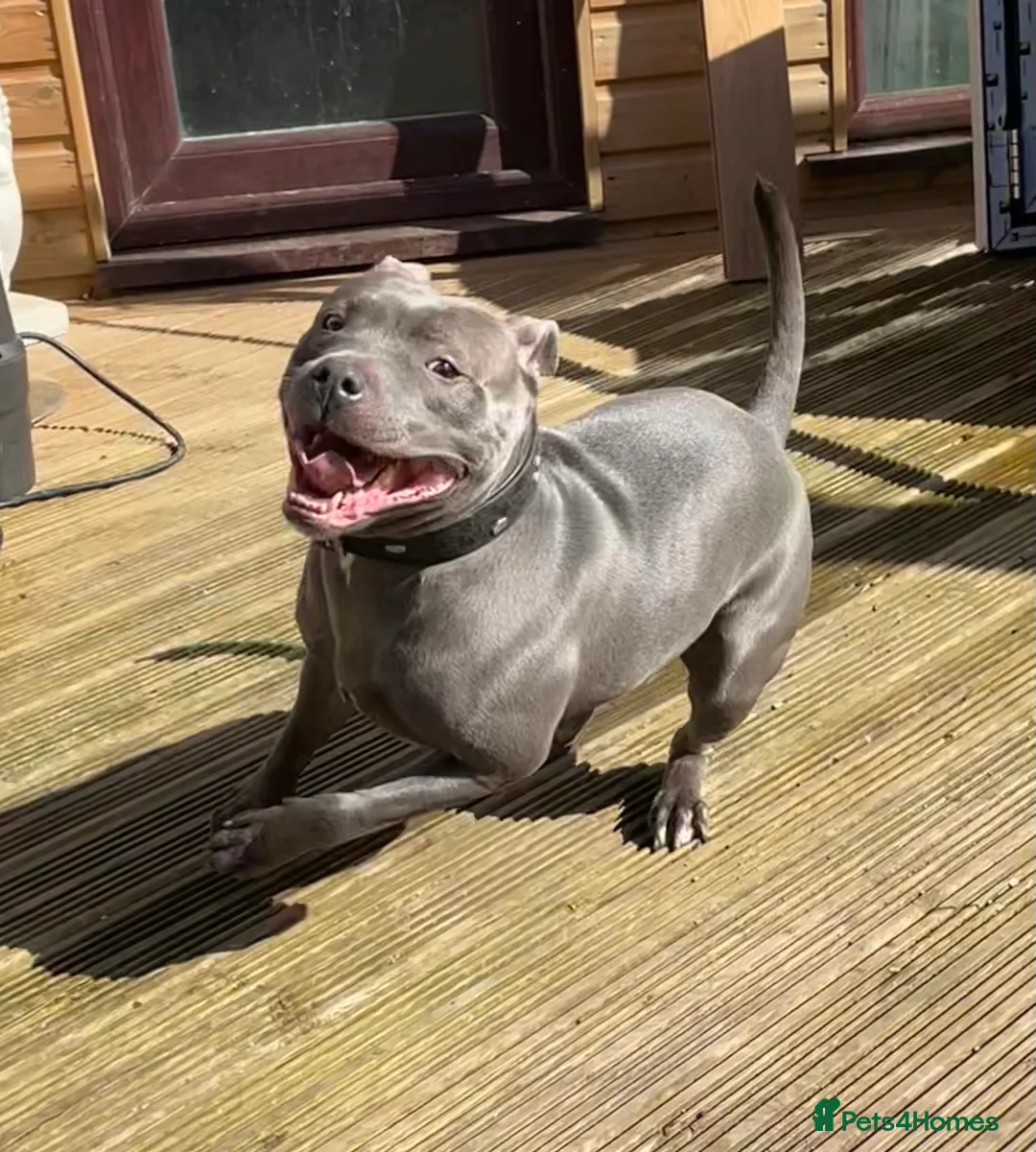Staffordshire Bull Terrier dogs for stud: Blue Siras Blue Staffordshire bull terrier stud  in Stroud - Advert 11