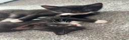 British Longhair cats for sale: Long haired kittens  - Advert 3