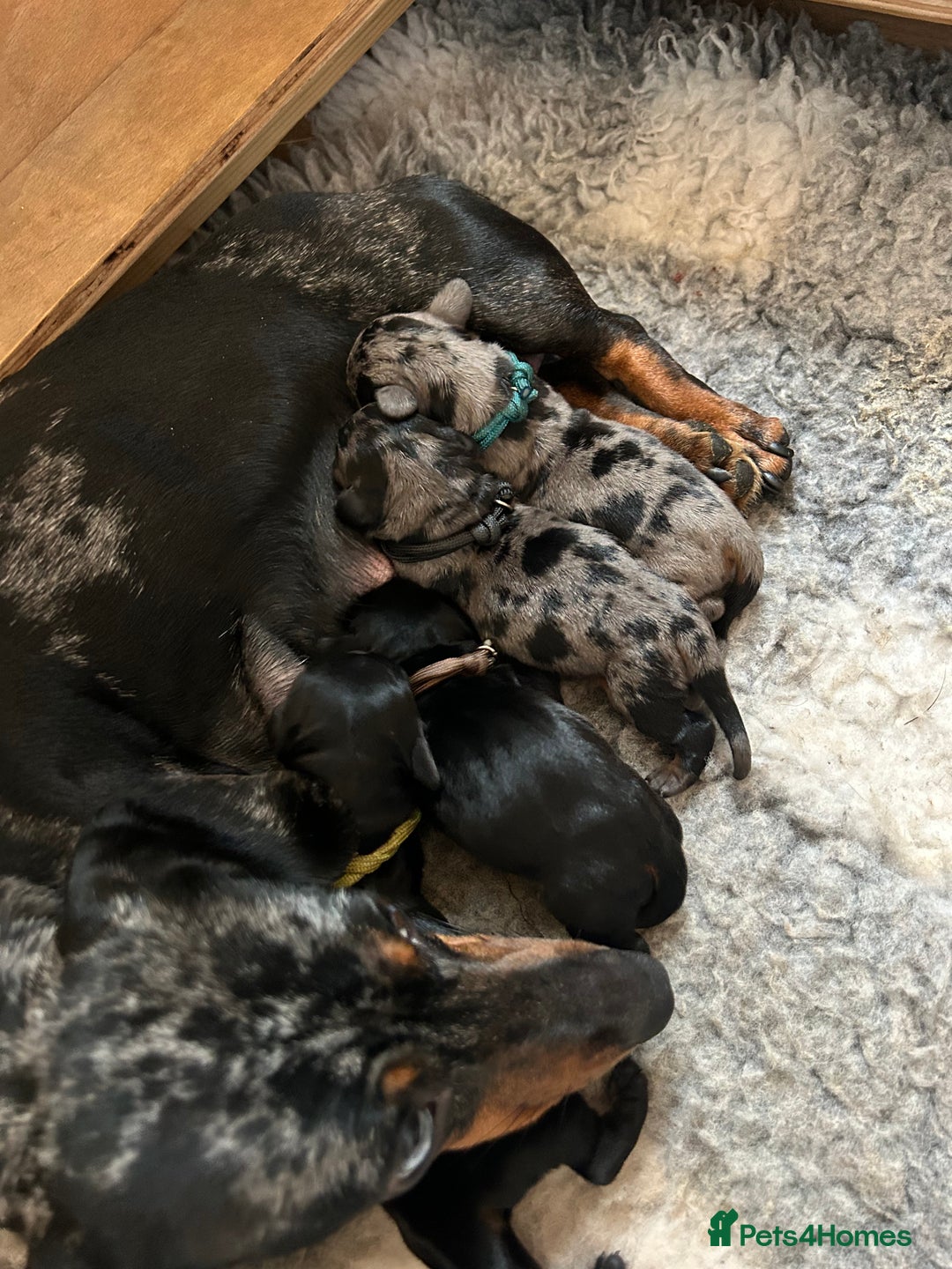 Miniature Dachshund dogs for sale: 2 Stunning Black and Tan Boys available🤎🖤 - Advert 2
