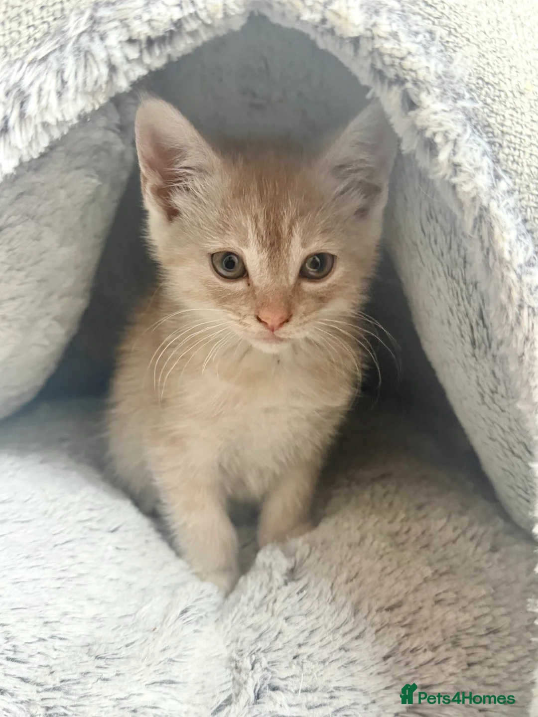 Mixed Breed cats for sale: 5 Cute Kittens Waiting For Their New Home in Dagenham - Advert 2