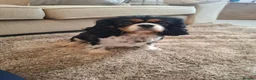 Cavalier King Charles Spaniel dogs for sale: Kc reg spayed females, 3 and 4 years old - Advert 2