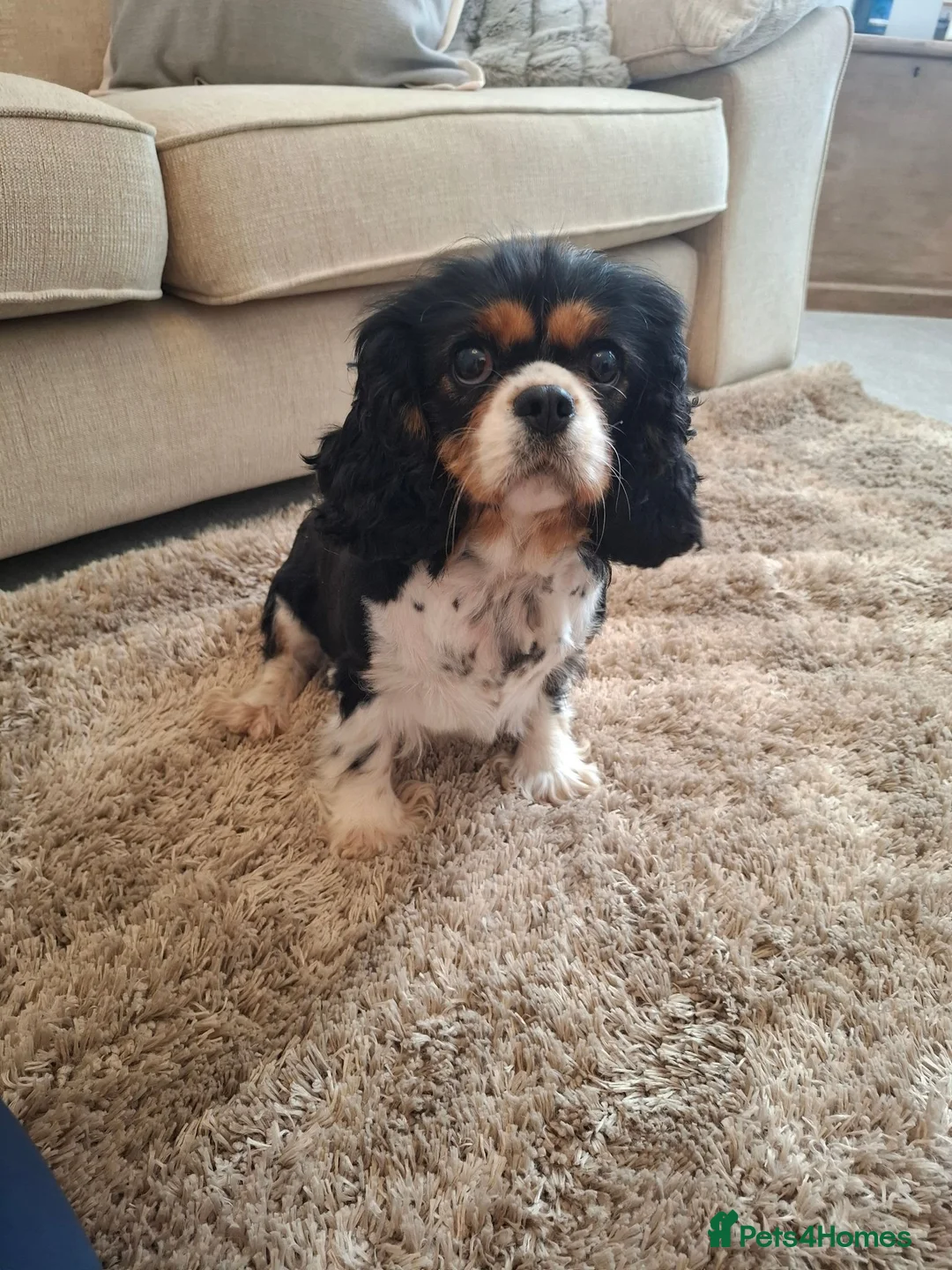 Cavalier King Charles Spaniel dogs for sale: Kc reg spayed females, 3 and 4 years old - Advert 2