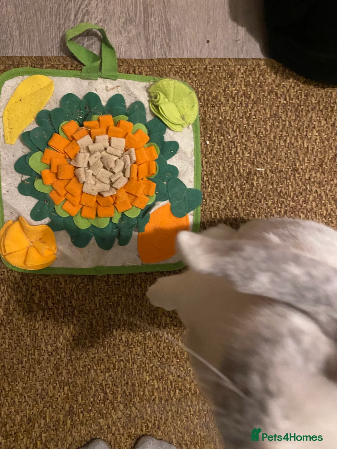 Mini Lop rabbits for sale: Adorable free roam indoor female rabbit - Advert 11