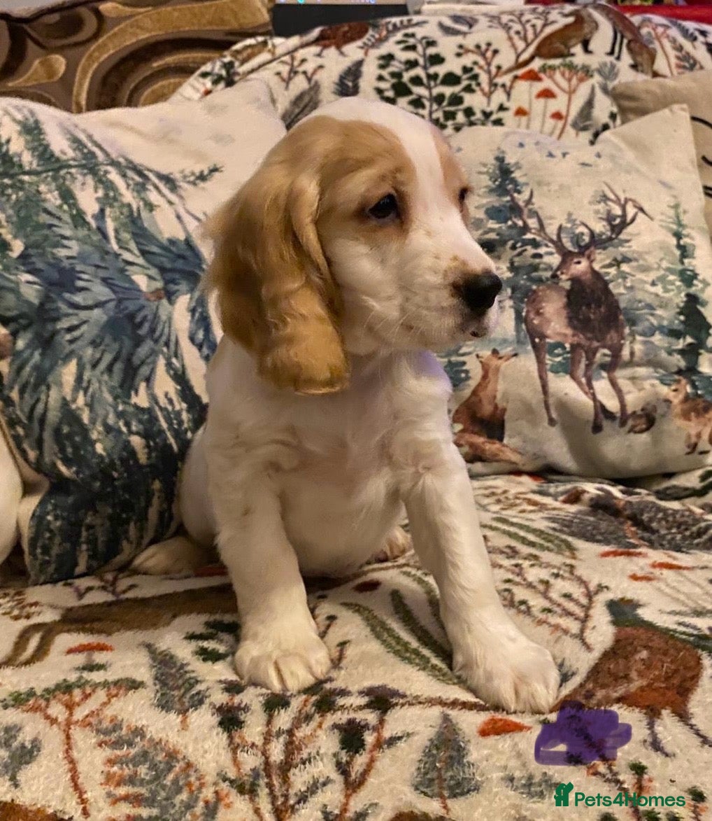 Cocker Spaniel dogs Cocker spaniel puppies (show type) - Advert 1