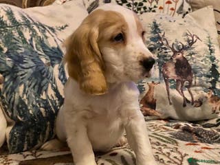 Cocker Spaniel dogs Cocker spaniel puppies (show type) - Advert 1