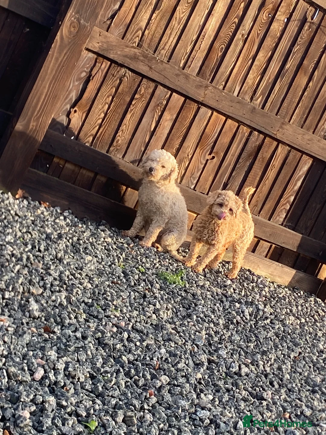 Toy Poodle dogs for sale: Adorable Toy Poodle Puppies – two boys ready now  - Advert 5