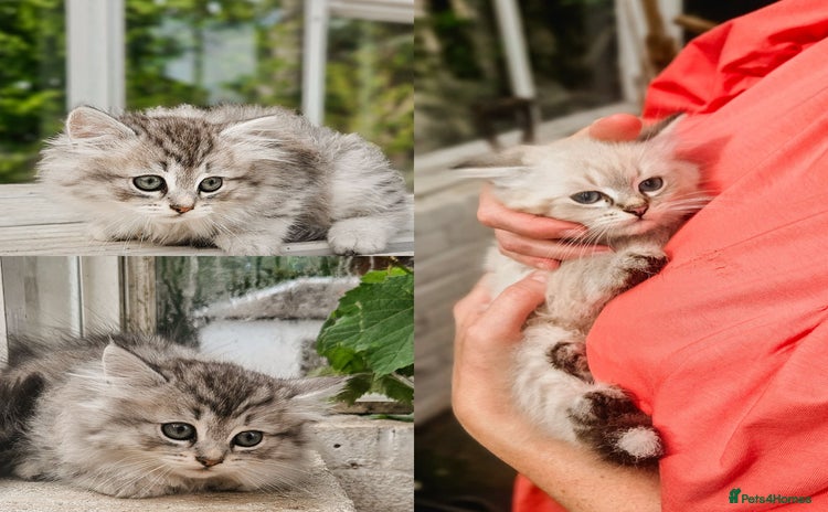 Siberian cats - Advert 4