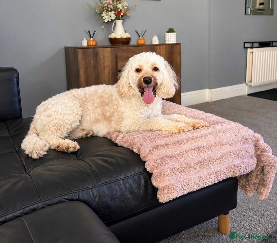 Cockapoo dogs Cockapoo - Advert 3