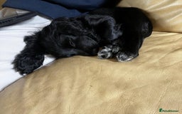 Cocker Spaniel dogs for sale: Gorgeous KC Working Cocker Spaniel Puppy Available - Image 31