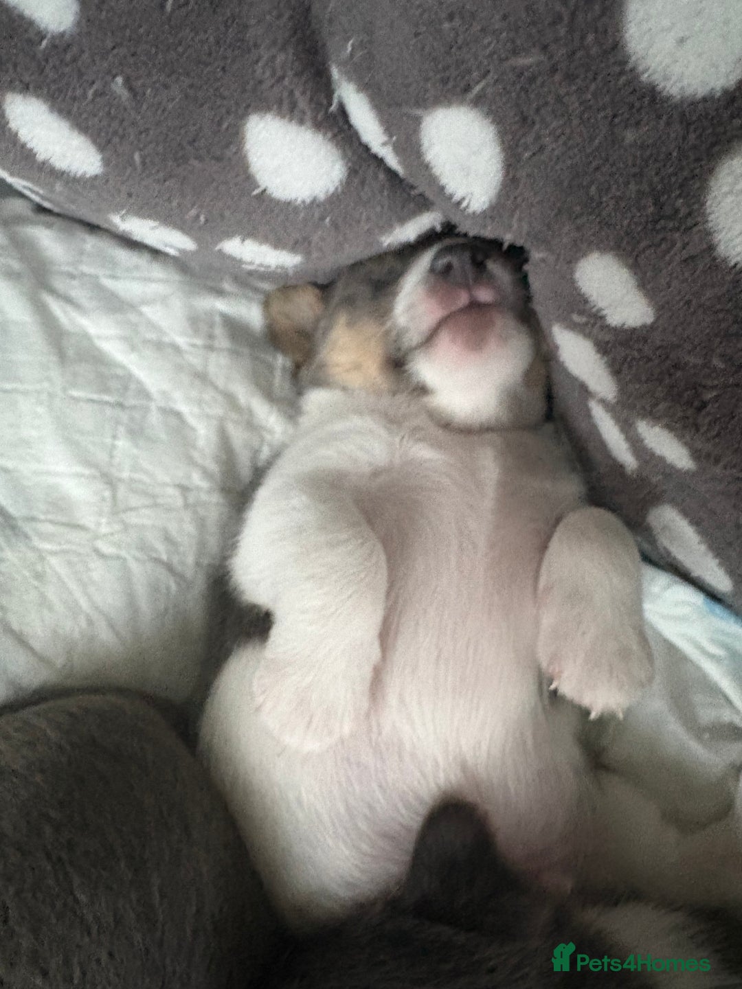 Pomchi dogs for sale: Pomchi x Jackchi puppies  - Image 5