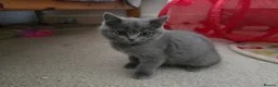 British Shorthair cats for sale: Purebred British Shorthair Kittens - 2 left! - Advert 6